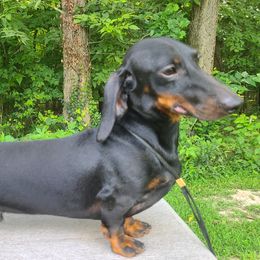 Tedrick - Dachshund