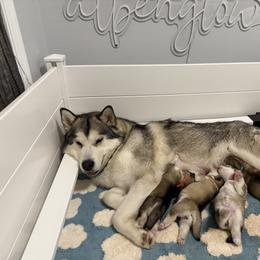 Alaskan Malamute Puppies from Alpenglow Alaskan Malamutes