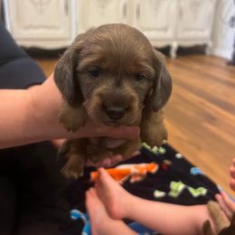 Dachshund Puppies from Chrissys