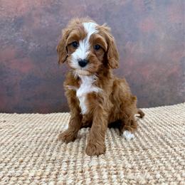 Comet - Red male Cavapoo puppy in Beresford, South Dakota from DAKOTA DOOD RANCH
