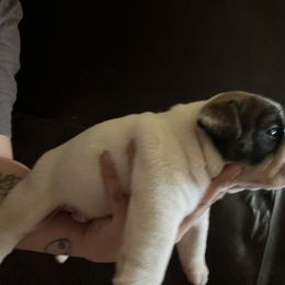 Bulldog Puppies from Eileen Gonzalez