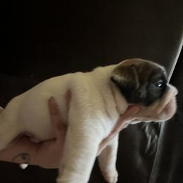 Bulldog Puppies from Eileen Gonzalez