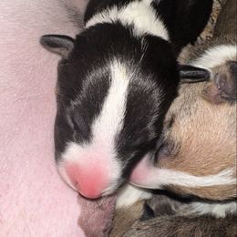 Tiny Tim - Black brindle and white male Bull Terrier puppy in Springfield, Ohio from Lynn Hill Bull Terriers