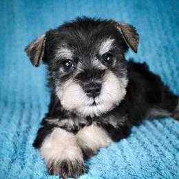 Mr. Blue - Salt and pepper male Miniature Schnauzer puppy in Queen Creek, Arizona from Chapman Schnauzers