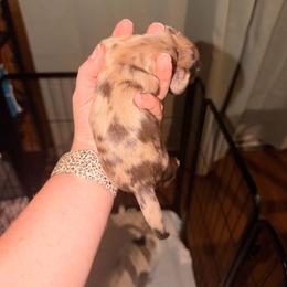 Dapple girl - Dapple female Dachshund puppy in Campbell, Texas from Blooming Grace Homestead