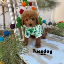 Bernedoodle, Cavalier King Charles Spaniel, Cavapoo, Goldendoodle, and Poodle Puppies from Gypsi Doodles & Poodles LLC.