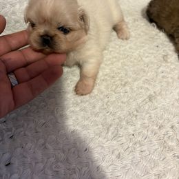 Pekingese and Poodle Puppies from Dogs lovers
