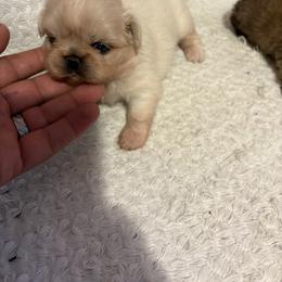 Pekingese and Poodle Puppies from Dogs lovers