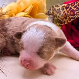 Iron man - Red merle male Toy Australian Shepherd puppy in Blacksburg, South Carolina from Rustic Rose Toy Australian Shepherds