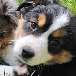 Maggie - female Toy Australian Shepherd puppy in Elgin, Oregon from LongMile Aussies