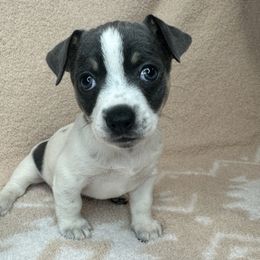 Jasmine - White and blue female Teddy Roosevelt Terrier puppy in Little Elm, Texas from Stone's Teddy Roosevelt Terrier's & French Bulldogs