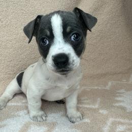 Jasmine - White and blue female Teddy Roosevelt Terrier puppy in Little Elm, Texas from Stone's Teddy Roosevelt Terrier's & French Bulldogs