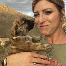 Boerboel, Shorkie, and Toy Australian Shepherd Puppies from SATA Kennels