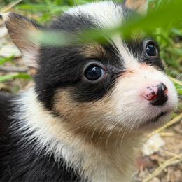 Phoebe - Black and white female American Corgi puppy in Pioneer, Michigan from Country Corners Corgis