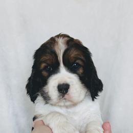 Autumn - Black white and tan female English Springer Spaniel puppy in Casa Grande, Arizona from The Spaniel Garden