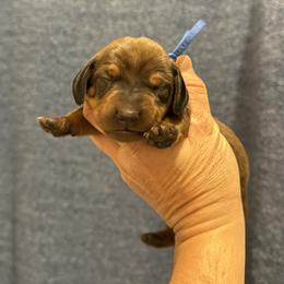 Toga (blue) - Red male Dachshund puppy in Rapidan, Virginia from Cedar Run Border terriers and Dachshunds