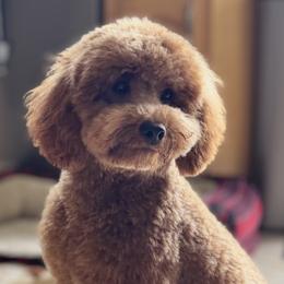 Chloe - Goldendoodle