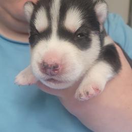 Autumn - Black and white female Siberian Husky puppy in Louisville, Kentucky from Xavier's Home for Gifted Huskies