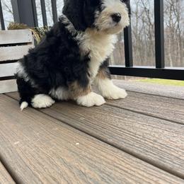Larry - Tri-color male Bernedoodle puppy in Holtwood, Pennsylvania from Country Ridge Puppies