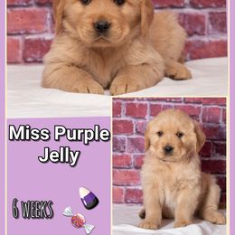 Girl Jelly - Dark golden female Golden Retriever puppy in Driggs, Idaho from SK Golden Retrievers