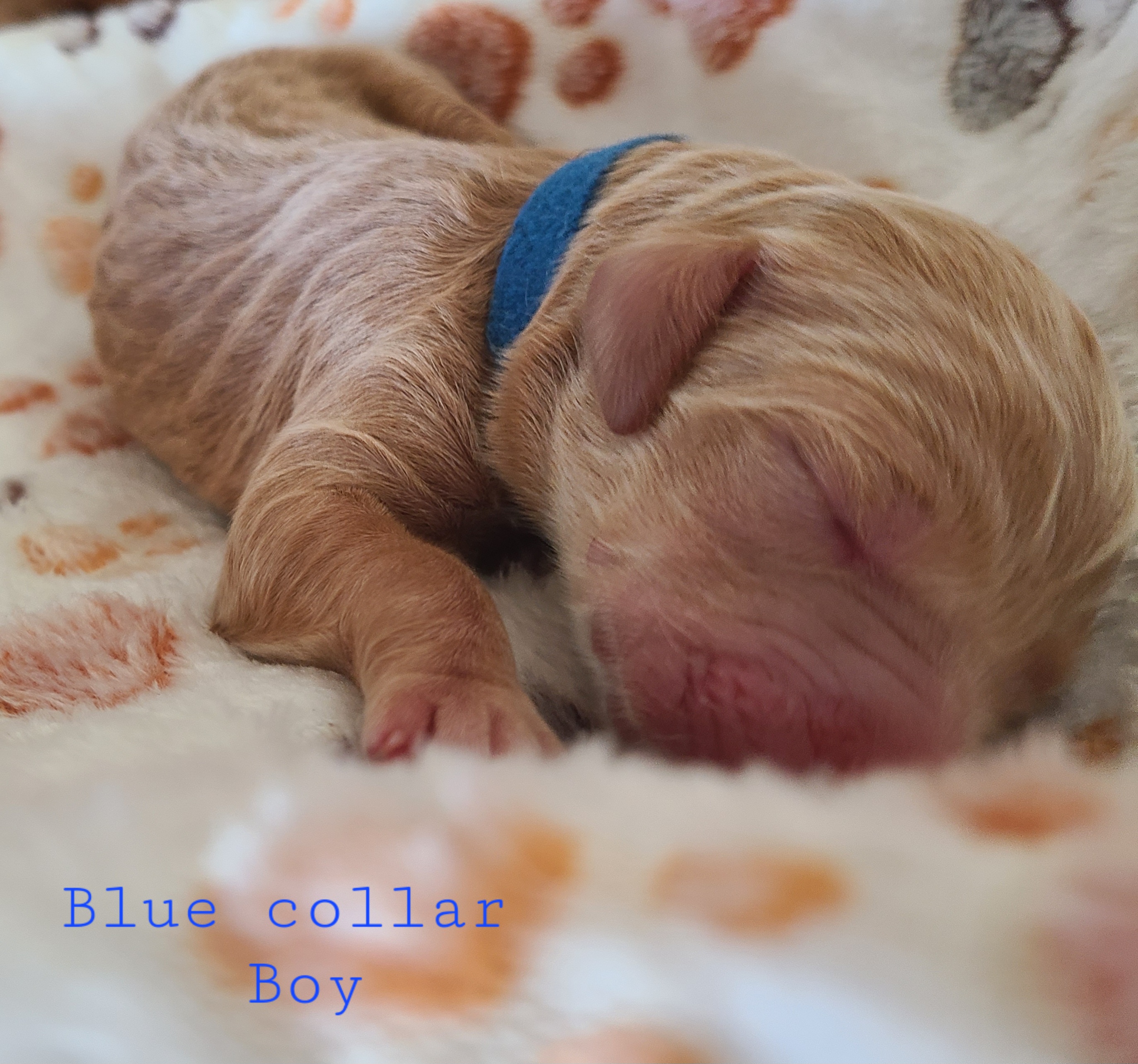 Goldendoodle Puppies from Doodle Den