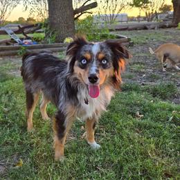 Macie - Toy Australian Shepherd