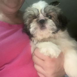 Belinda - Sable and white female Shih Tzu puppy in Massachusetts from All That