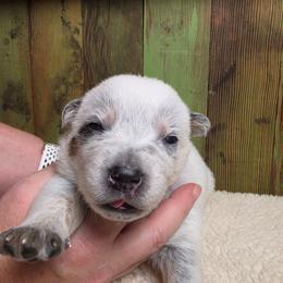 Brown Collar Male - Ryder - Blue male Australian Cattle Dog puppy in Riverton, Utah from Rundown Ranch Cattle Dogs