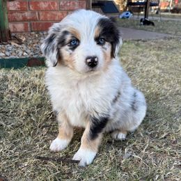 Chip - Blue merle male Australian Shepherd puppy in Piedmont, Oklahoma from 101 Aussies