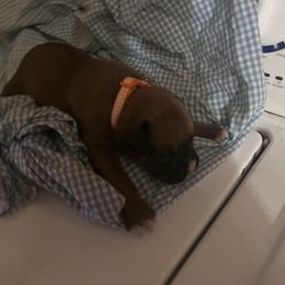 Orange boy - Fawn Boxer puppy in Center Hill, Florida from Rogers Farm’s Beloved Boxers