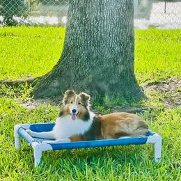 Shetland Sheepdog puppies from Enclave