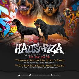 Boy 4 - Black and mahogany male Rottweiler puppy in San Antonio, Texas from HAUS OF RZA