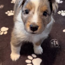 Shetland Sheepdogs from Kristie Wiehe