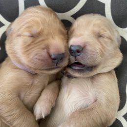 Assorted Doodle Crosses Puppies from Goldens and Doodles