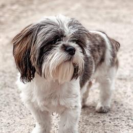 Lil bit - Shih Tzu