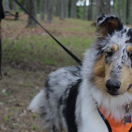 Collies from Olivia Mcvadon's Collies