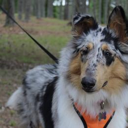 Collies from Olivia Mcvadon's Collies
