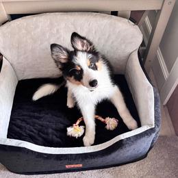 Red - Tri-color male Border Collie puppy in Blue Ridge, Georgia from Hill Valley Border Collies