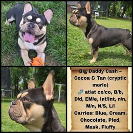 Cash - French Bulldog