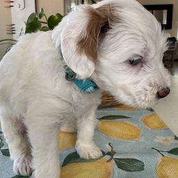 HopScotch - Cream male Goldendoodle puppy in Gilbert, Arizona from DogHouse Doodles