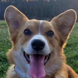 Bulldogs and Pembroke Welsh Corgis from Salted Rim Corgis