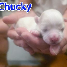 Chuckie - White male Maltese puppy in Belleville, Michigan from Michigan Maltese Puppies
