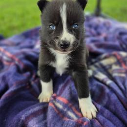 Wallis - Tri-color male Pomsky puppy in Mc Callsburg, Iowa from SZ Rolling Acres LLC