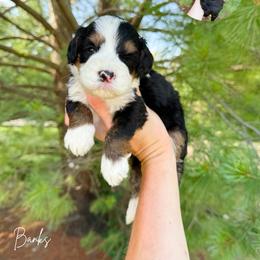 Banks - Tri-color male Bernedoodle puppy in Wamego, Kansas from Doodles of Oz
