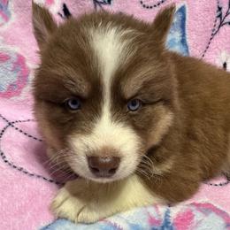 AKC Hazel - Red and white female Siberian Husky puppy in Centreville, Maryland from Huskies By the Bay