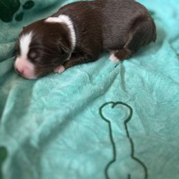 Lassie - Red male Miniature American Shepherd puppy in Troy, Ohio from Wiggle Wags Miniature American Shepherds