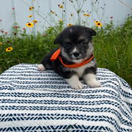 Lulu's Orange Girl - Black and tan female Pembroke Welsh Corgi puppy in Vilonia, Arkansas from Lucky Pups Corgis