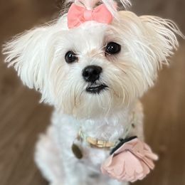 Eloise - Maltese