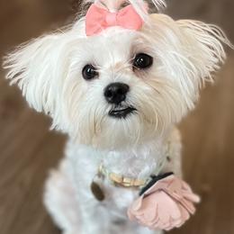Eloise - Maltese