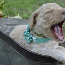 Light Green - Female - Fawn and white Sheepadoodle puppy in Hollywood, South Carolina from Pam’s Sheepadoodle’s